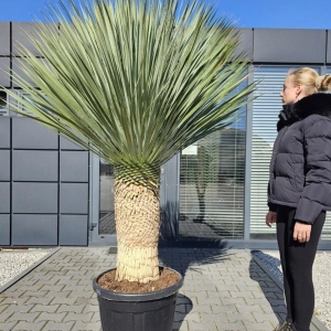 YUCCA ROSTRATA JUKA MROZOODPORNA OGRODOWA JUCA PALMA YUCA PALMY JUKI